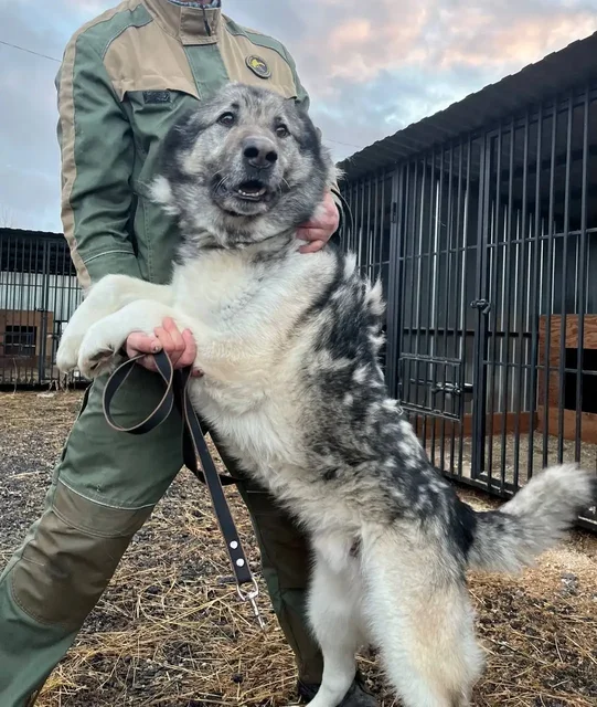 Кот для дома и улицы - частное объявление в Тюмень