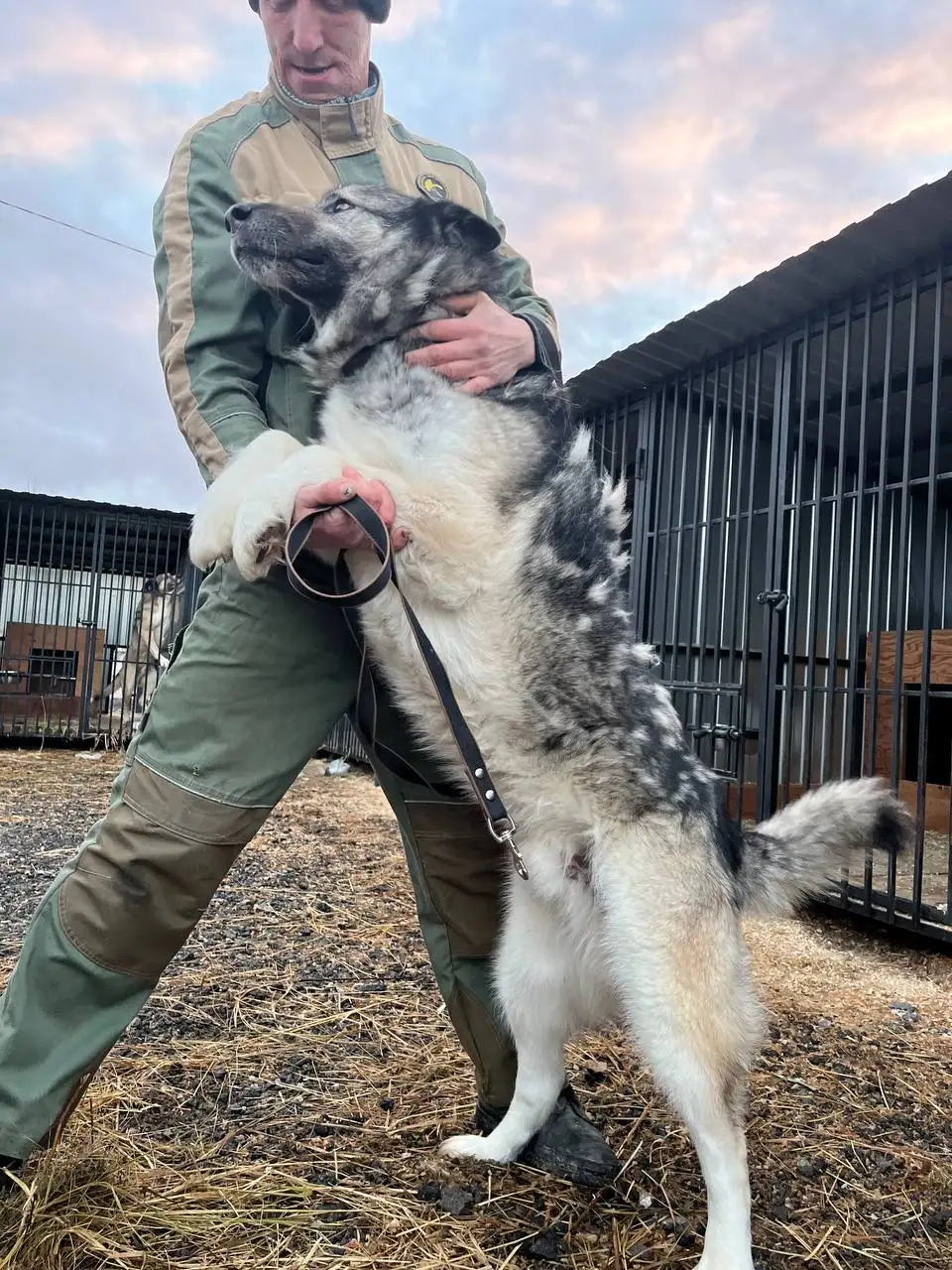 Кот для дома и улицы - Кошки (Животные) в Тюмень