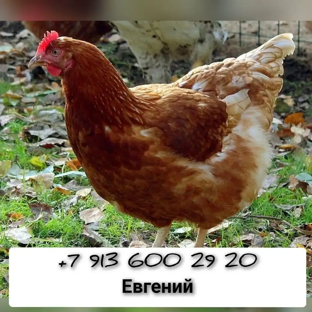 Продажа кур-несушек разных пород и возрастов - Птица (Животные) в Тюмень