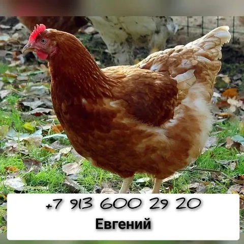 Продажа кур-несушек разных пород и возрастов - частное объявление в Тюмень