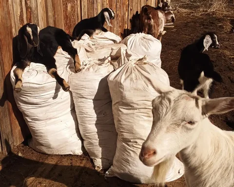Козий навоз/перегной в мешках - Барахолка в Тюмень