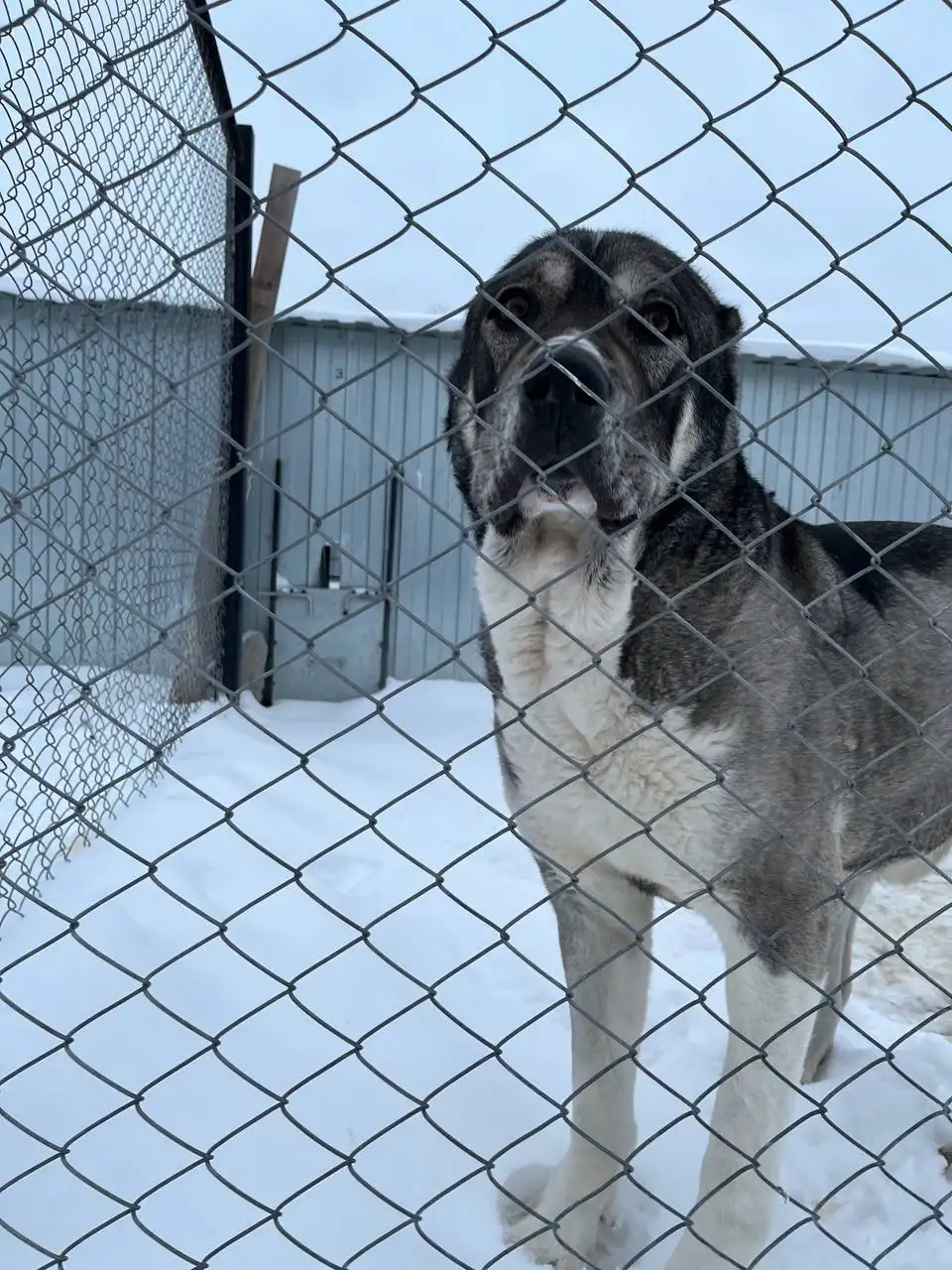 Алабай для охраны в Тюмени - Собаки (Животные) в Тюмень