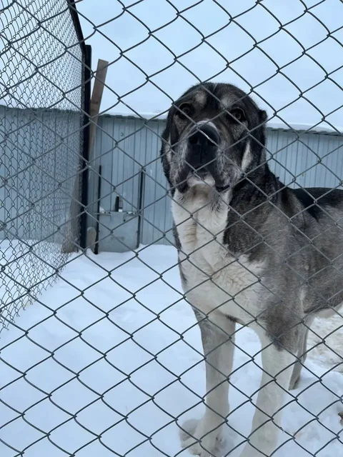 Алабай для охраны в Тюмени - Потерянные/найденные в Тюмень