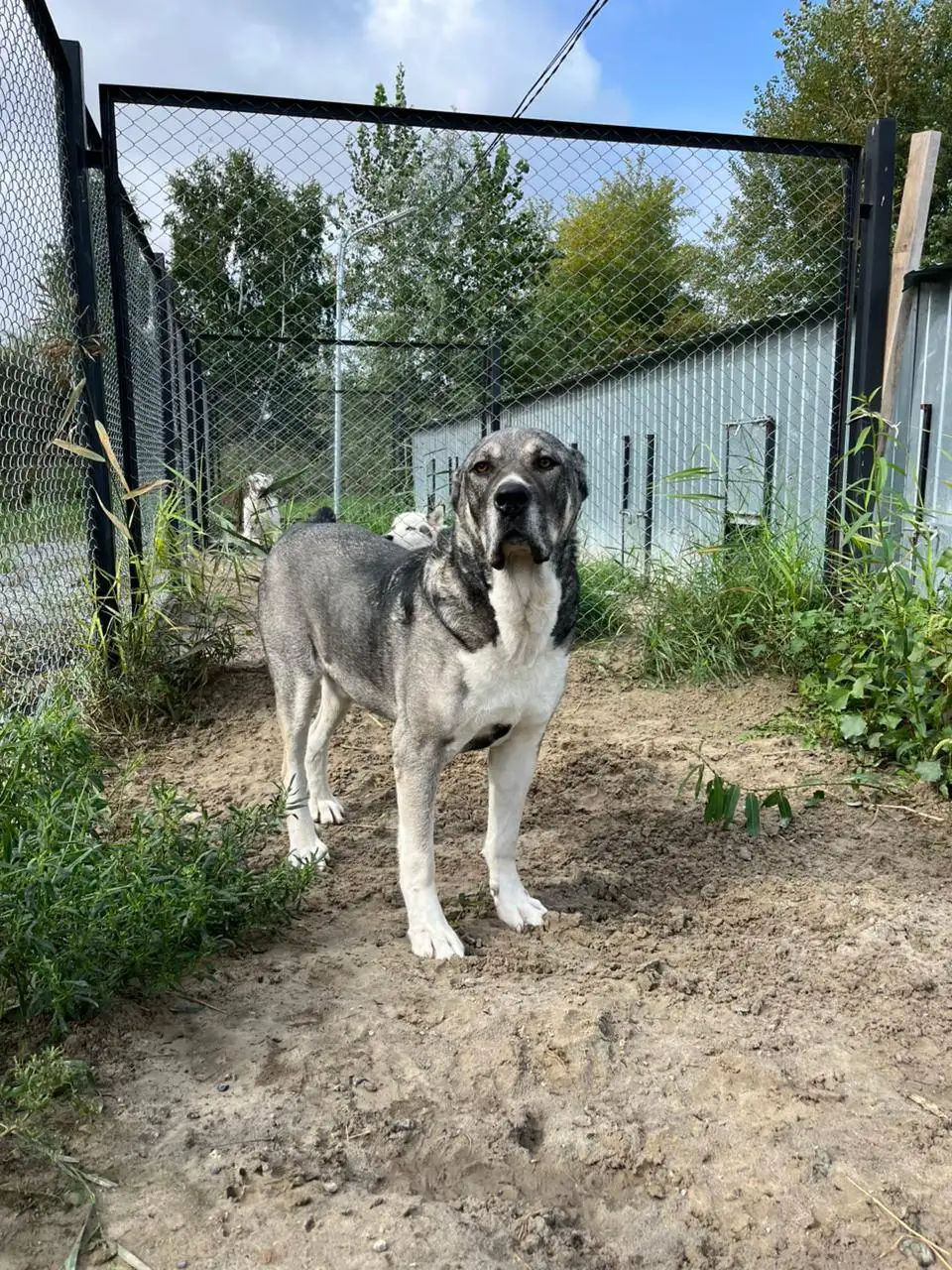 Алабай для охраны в Тюмени - Собаки (Животные) в Тюмень