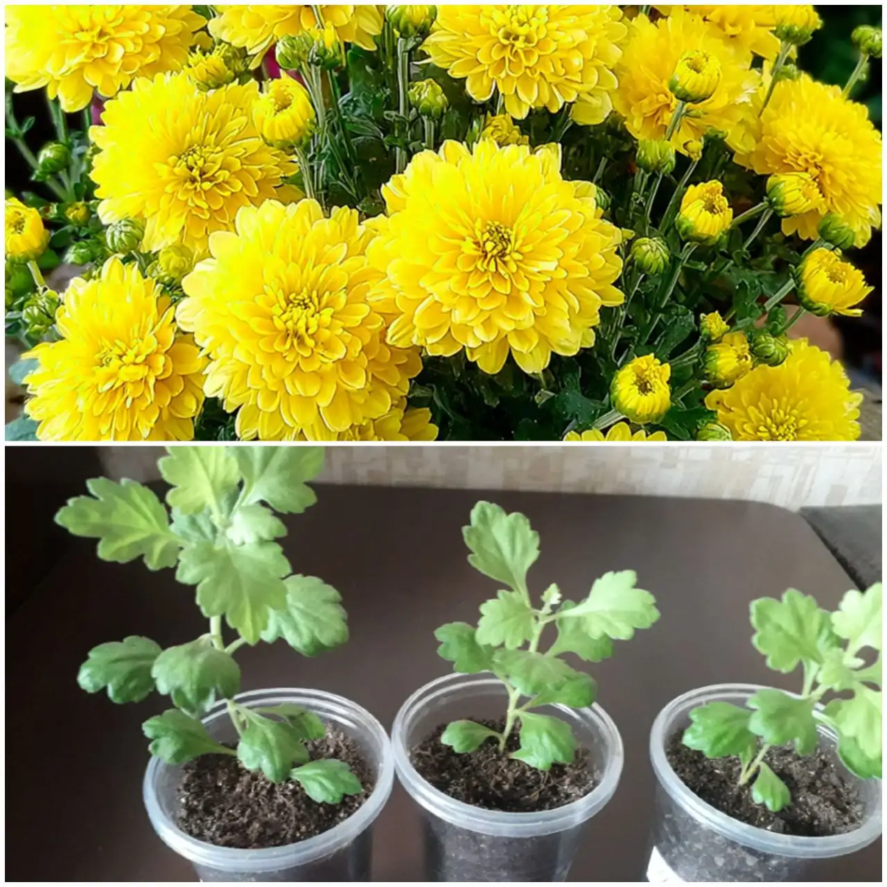 Продажа укорененных черенков желтой хризантемы-мультифлоры - Растения (Хобби и отдых) в Тюмень