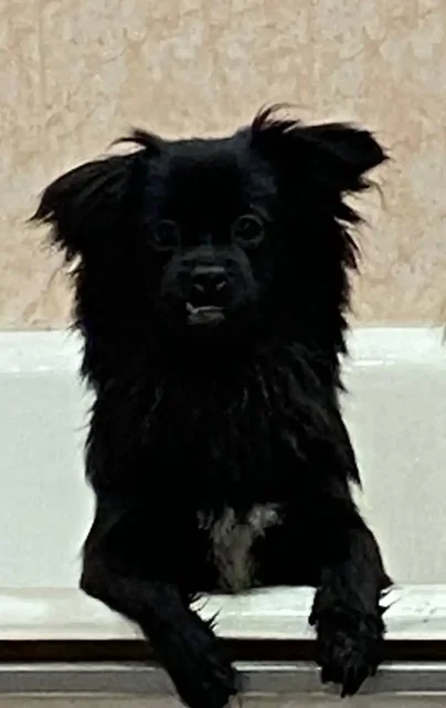 Потерялся пес Клайд в Борках - Потерянные/найденные в Тюмень