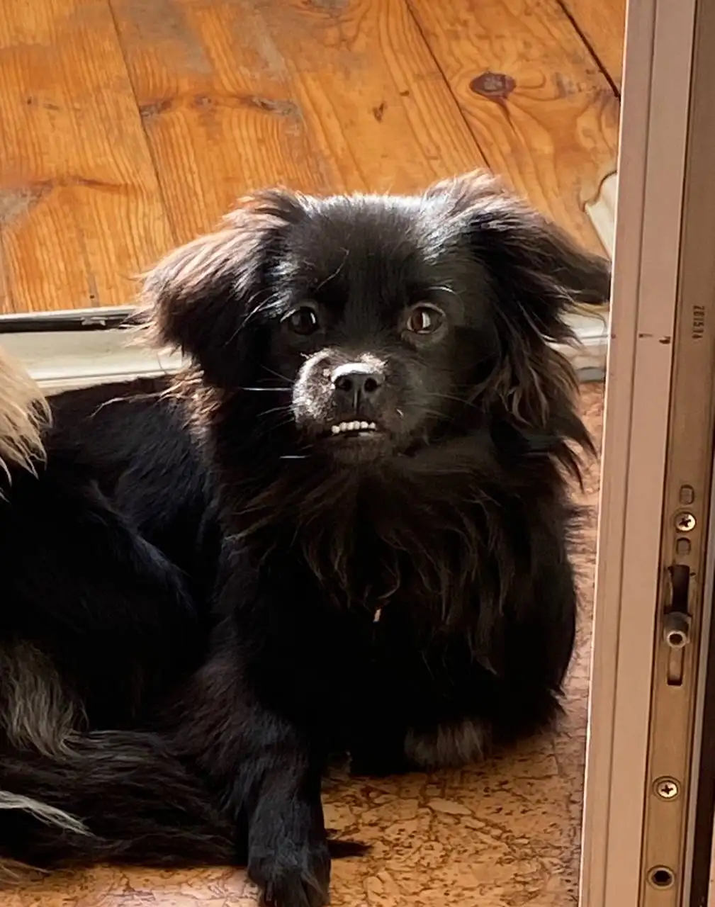 Потерялся пес Клайд в Борках - Потерянные/найденные (Животные) в Тюмень