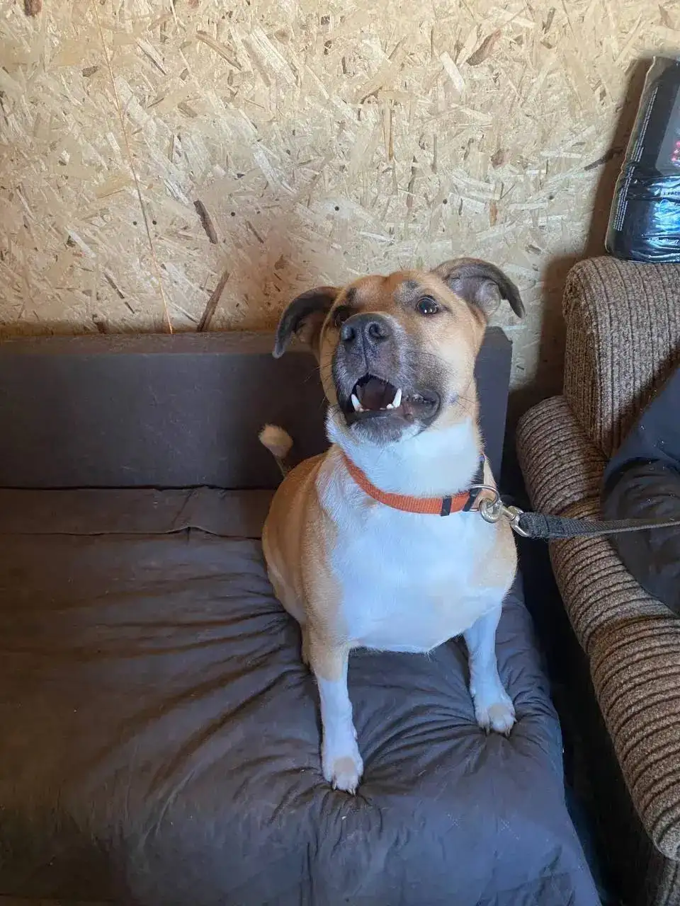 Джек рыжий красавчик, 1 год, 45 см, 18 кг - Собаки (Животные) в Тюмень