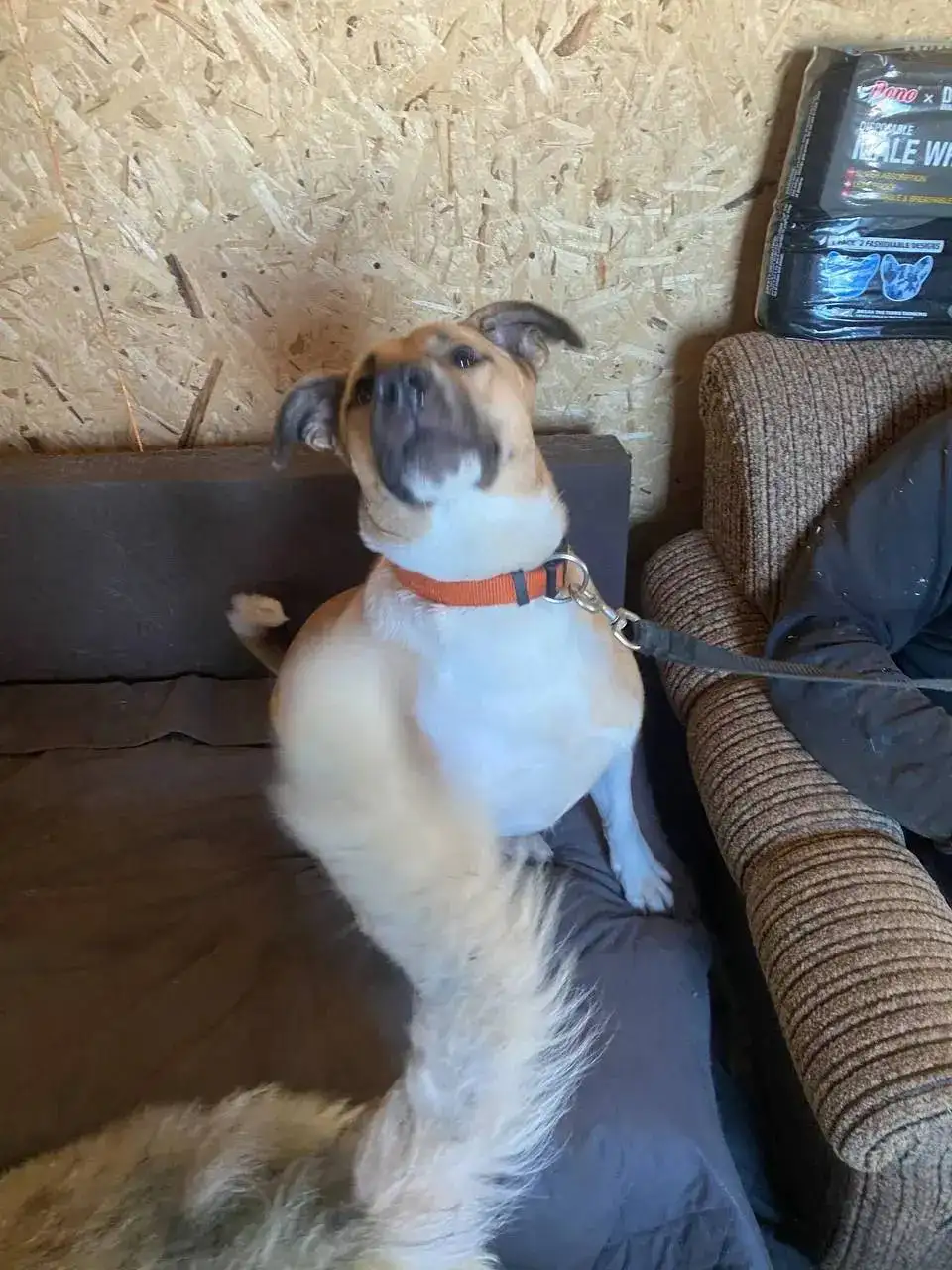 Джек рыжий красавчик, 1 год, 45 см, 18 кг - Собаки (Животные) в Тюмень