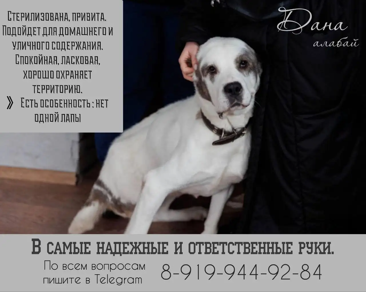 Предложение Дана - Услуги в Тюмень