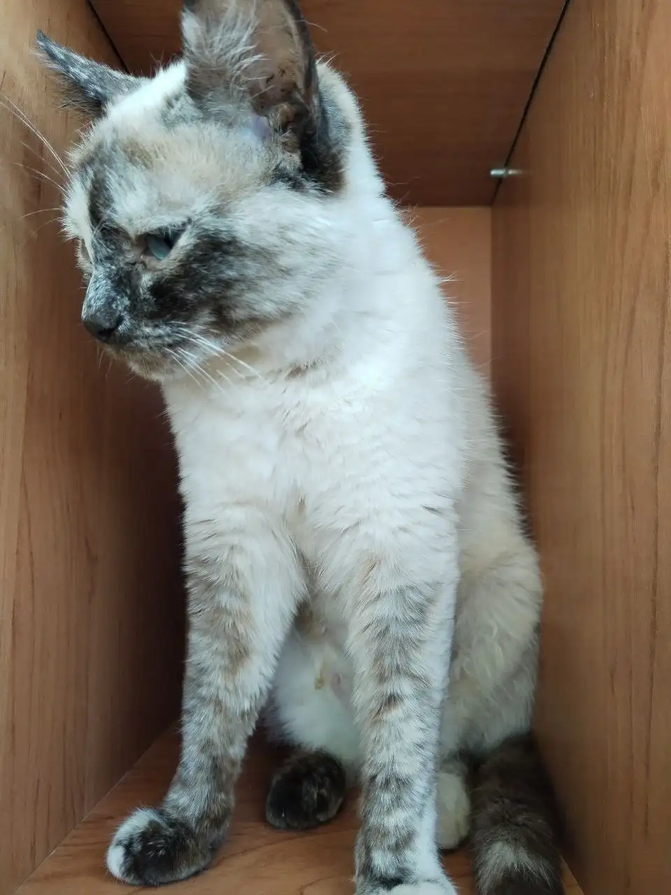 Кошка ищет дом - Кошки (Животные) в Тюмень