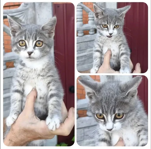 Котенок в поисках дома - Животные в Тюмень