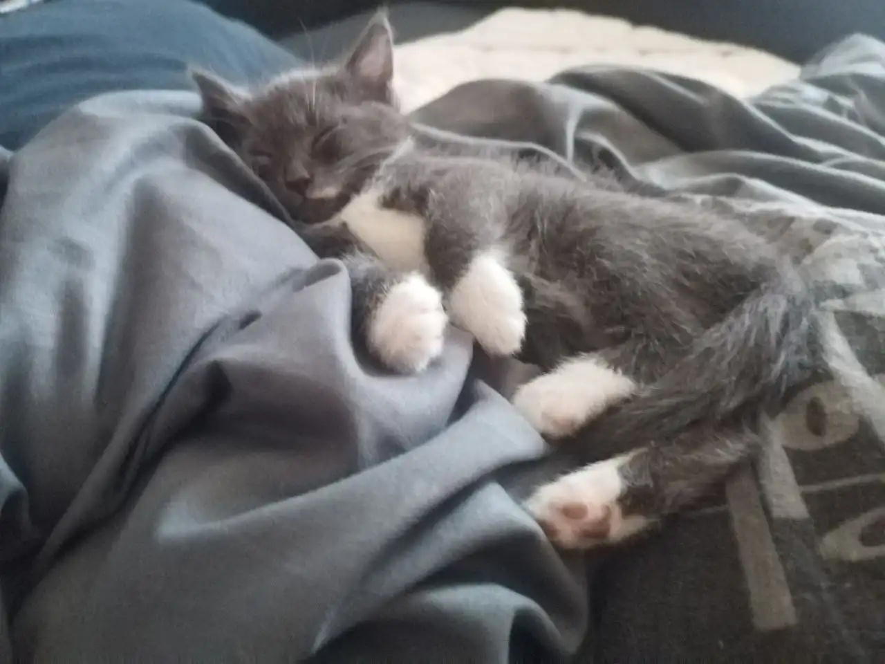 Котенок ищет добрые руки