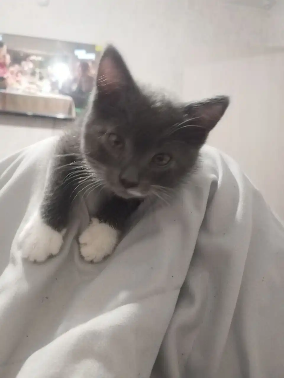 Котенок ищет добрые руки