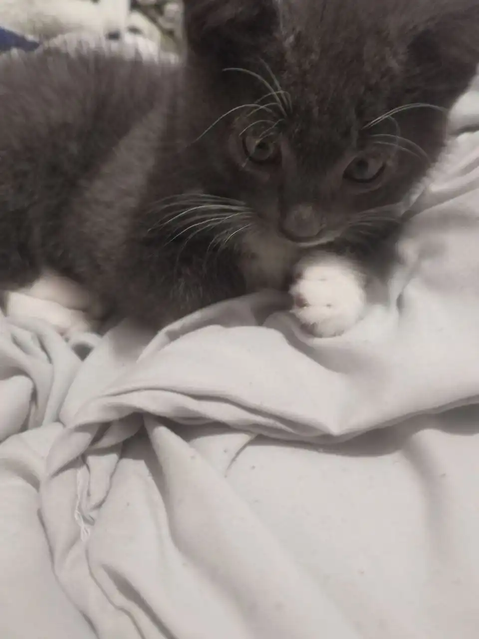 Котенок ищет добрые руки