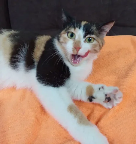 Кошка Люся ищет дом - Животные в Красноярск