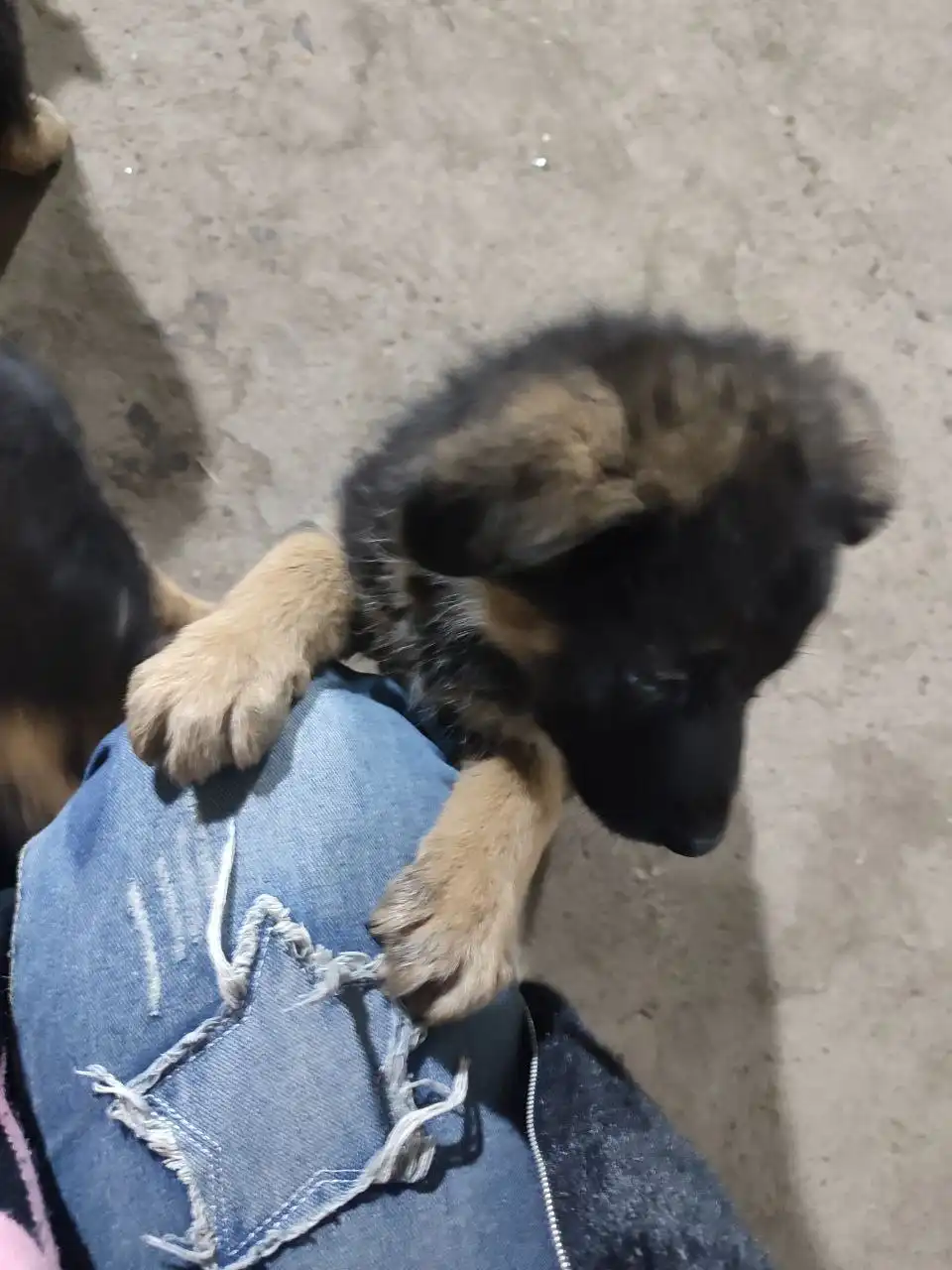 Щенки в дар в хорошие руки - Собаки (Животные) в Красноярск