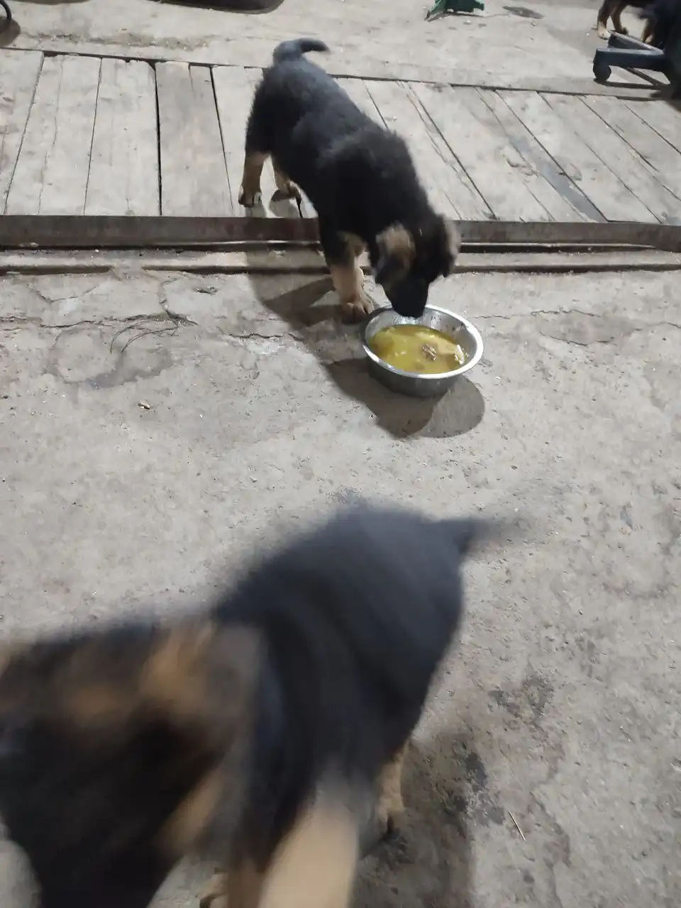 Щенки в дар в хорошие руки - Собаки (Животные) в Красноярск