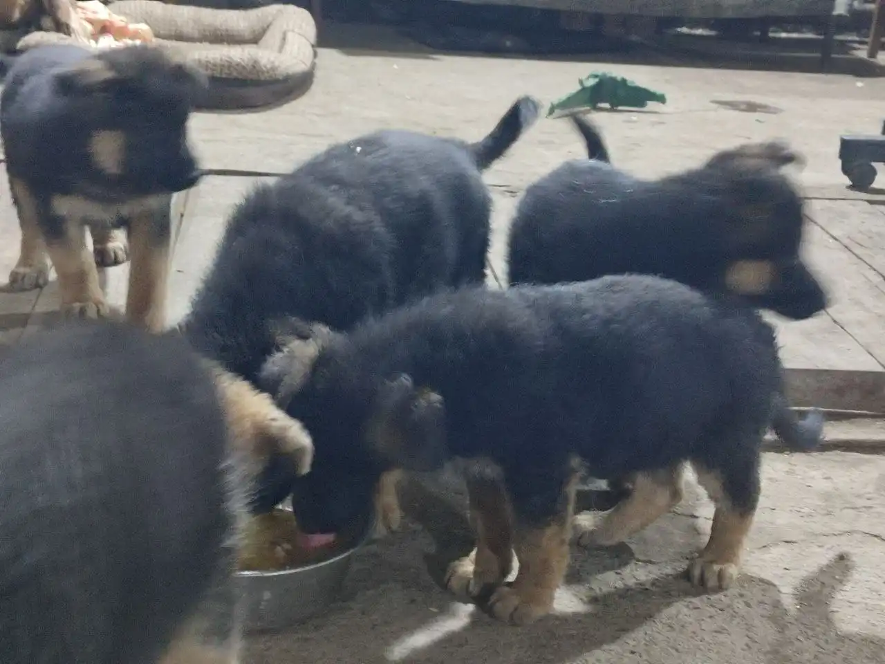 Щенки в дар в хорошие руки - Собаки (Животные) в Красноярск