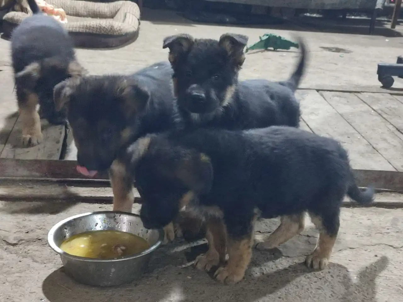 Щенки в дар в хорошие руки - Собаки (Животные) в Красноярск