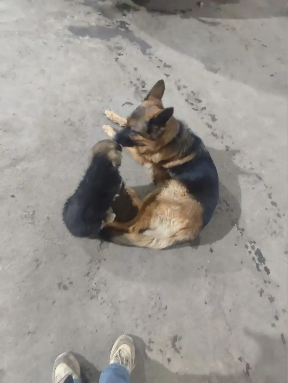 Щенки в дар в хорошие руки - Собаки (Животные) в Красноярск