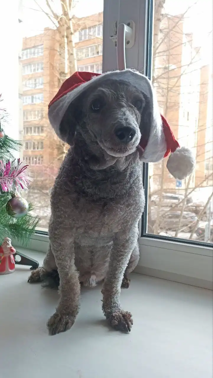 Ищу дом для пуделя Сени 10 лет - Собаки (Животные) в Красноярск