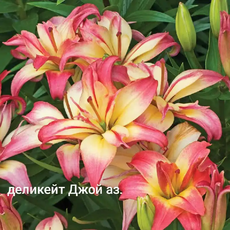 Заказ лилий на май в Черногорске