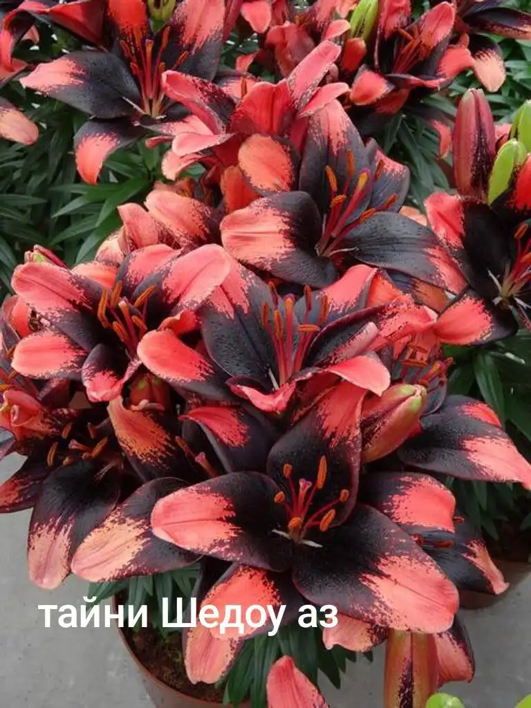 Заказ лилий на май в Черногорске