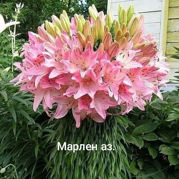 Заказ лилий на май в Черногорске