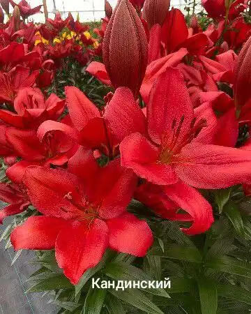 Заказ лилий на май в Черногорске