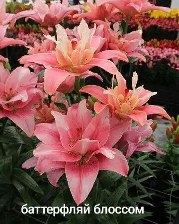 Заказ лилий на май в Черногорске