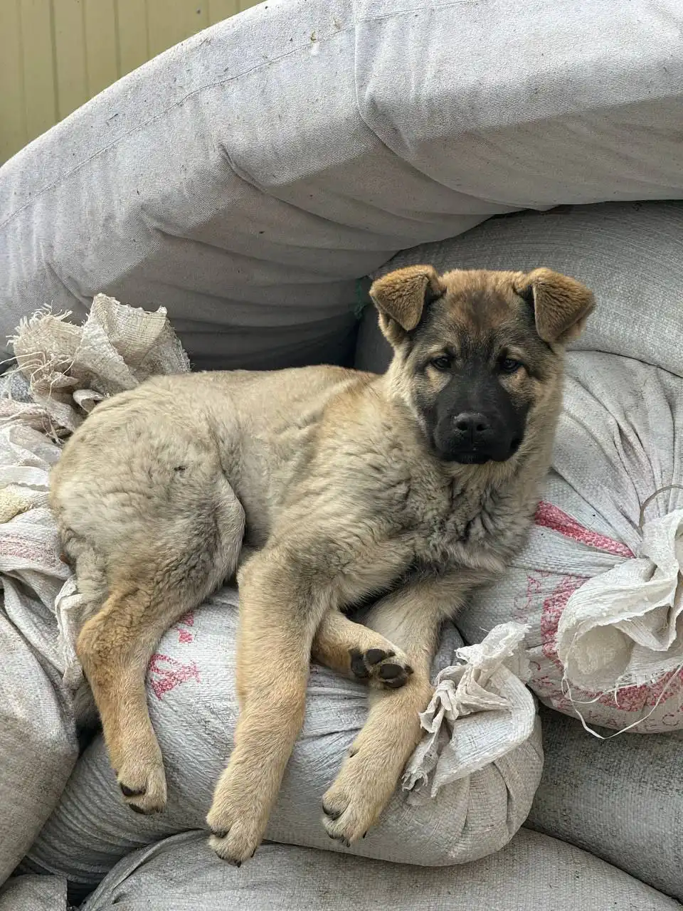 Пропала собака в Минусинске