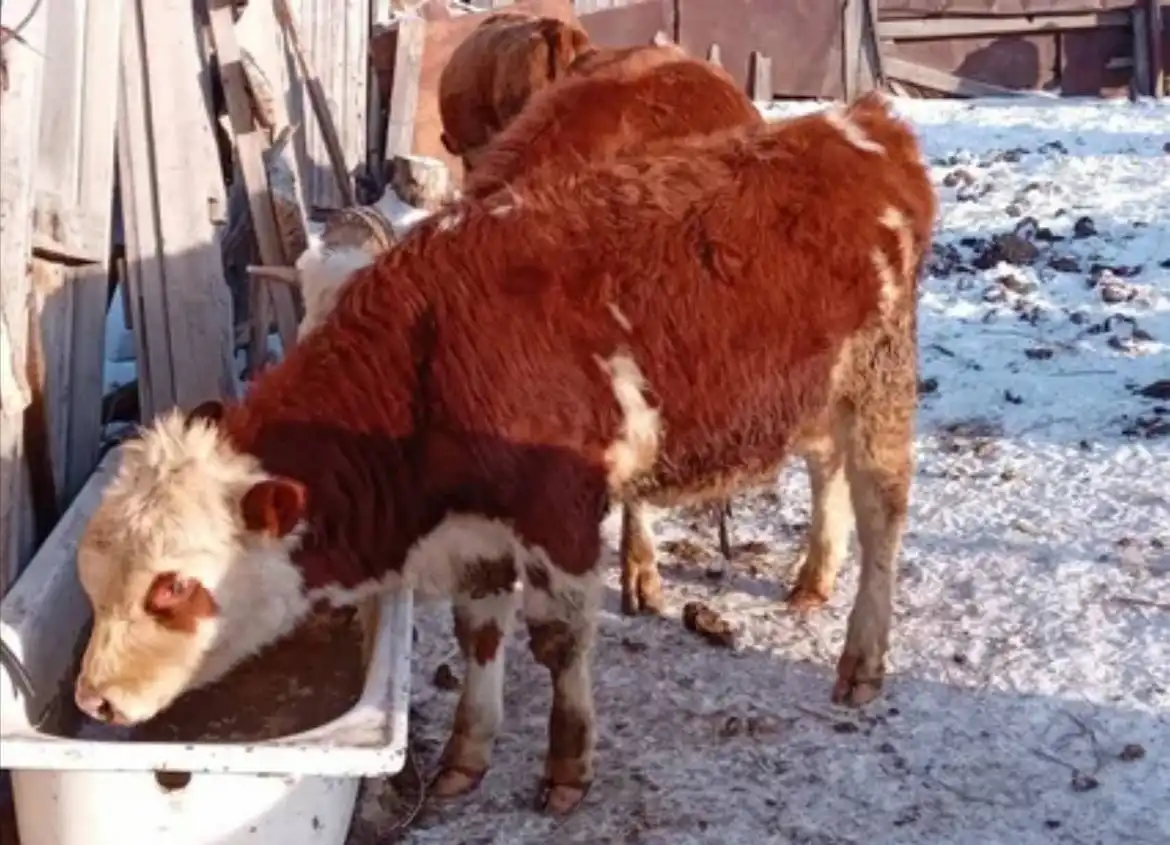 Закупка быков и коров всех возрастов