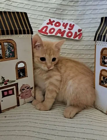 Продажа кошки Машеньки - частное объявление в Республика Хакасия