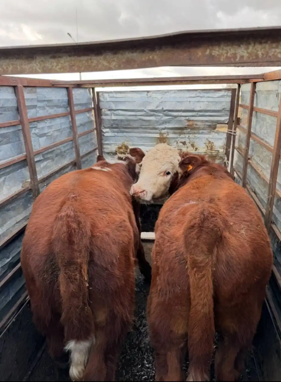 Закупка быков, тёлок и коров на разведение