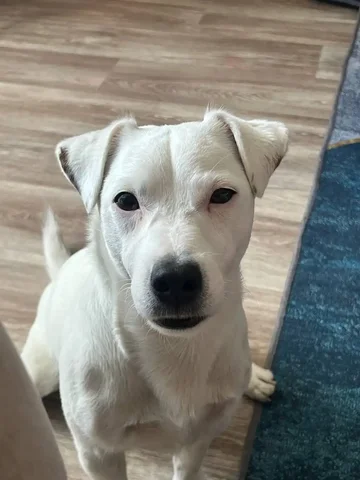 Потерялся пёс Джек рассел кличка Бося - частное объявление в Неизвестно