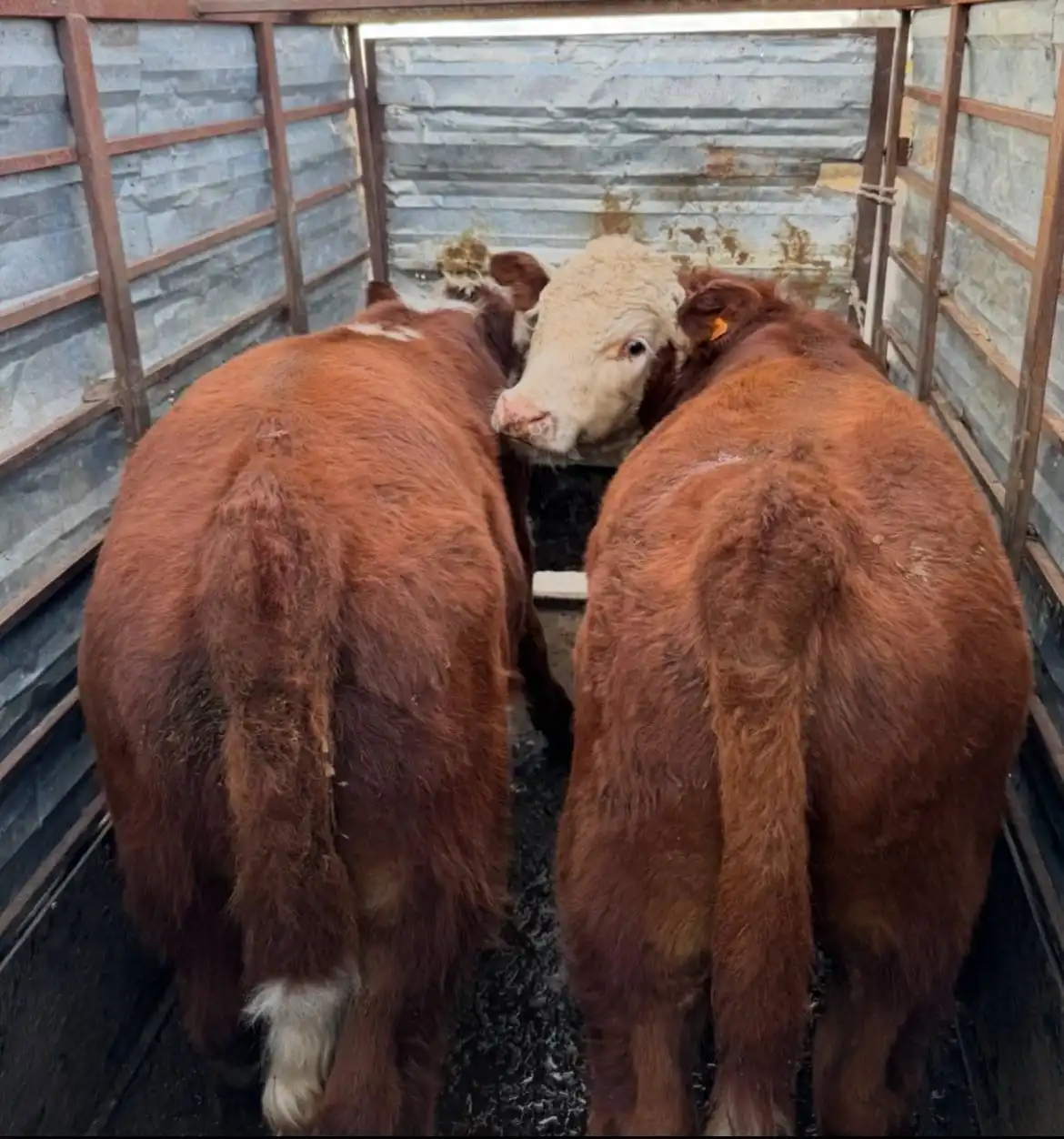 Закупка КРС и МРС - Скот (Животные) в Неизвестно