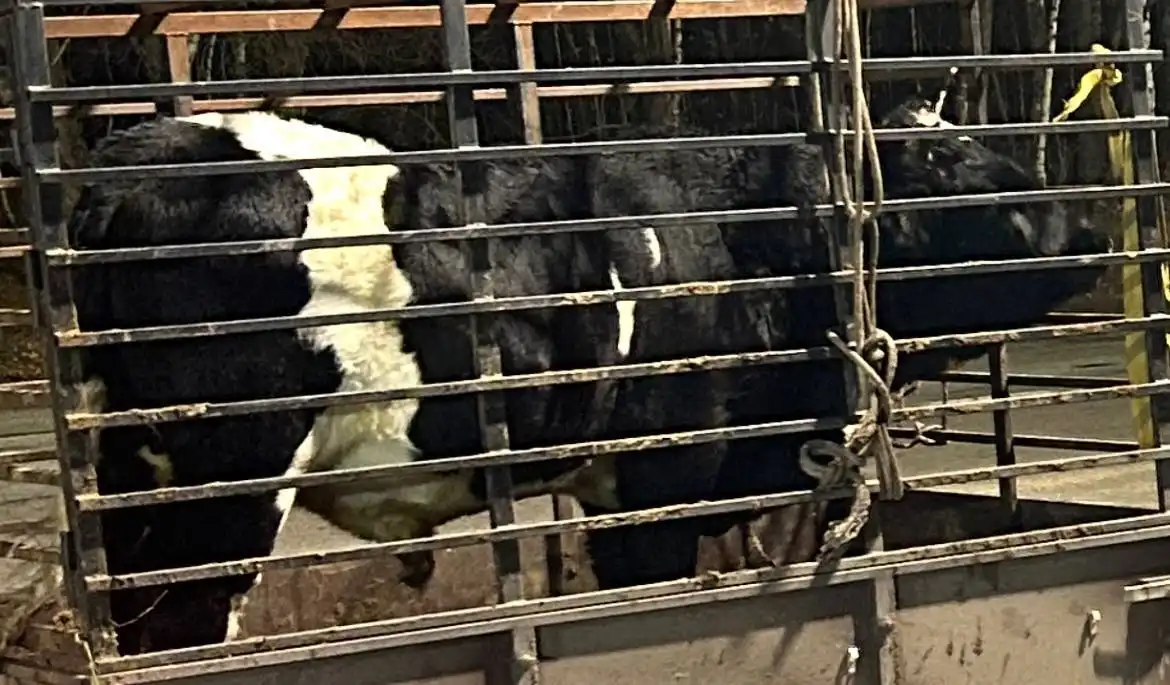 Закупка крупного рогатого скота