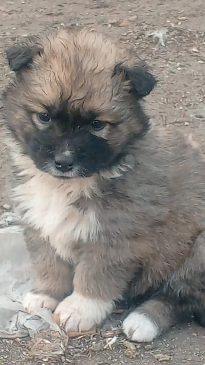 Щенок ищет дом