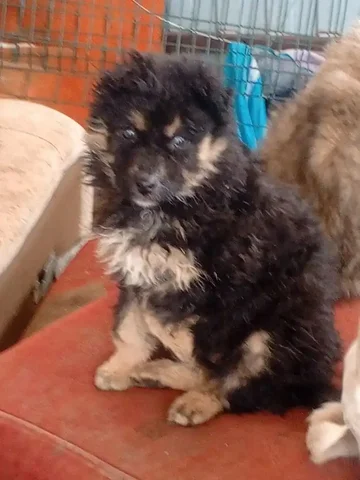 Щенок 2 месяца ищет дом - Животные в Республика Хакасия