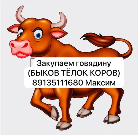 Закупка здорового скота для разведения - частное объявление в Хакасия