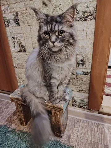 Кошечка Лаура-Лара ищет новых хозяев - Животные в Саяногорск