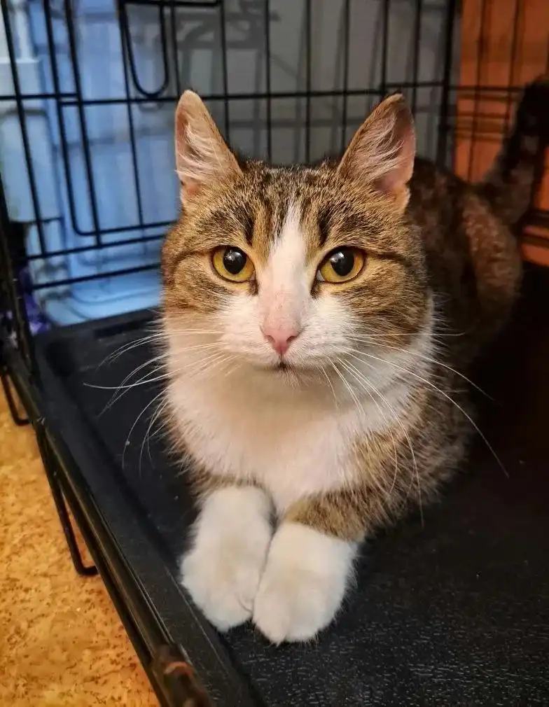 Молодая стерилизованная кошечка