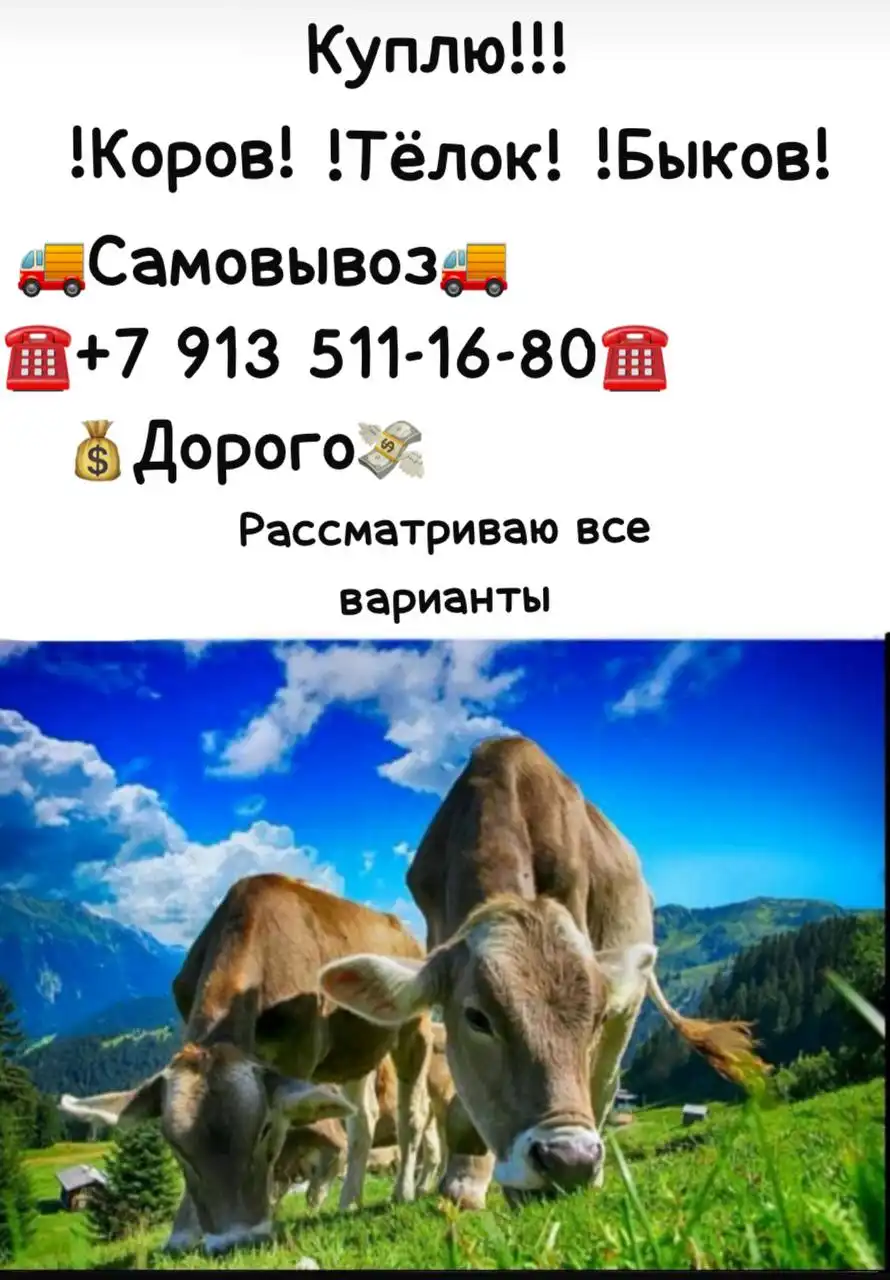 Закупка КРС (крупного рогатого скота) в Республике Хакасия - Скот (Животные) в Неизвестно