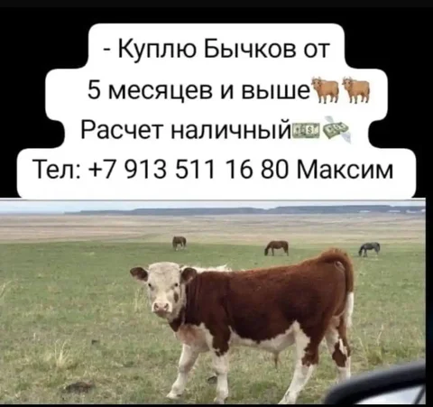 Закупка быков на доращивание и откорм - Животные в Хакасия