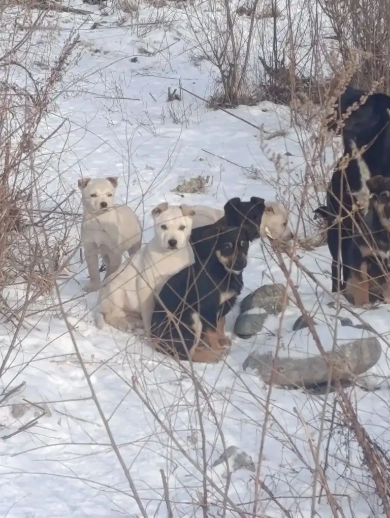 Щенки ищут дом в Саяногорске