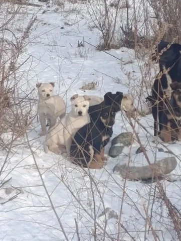 Щенки ищут дом в Саяногорске - Животные в Саяногорск