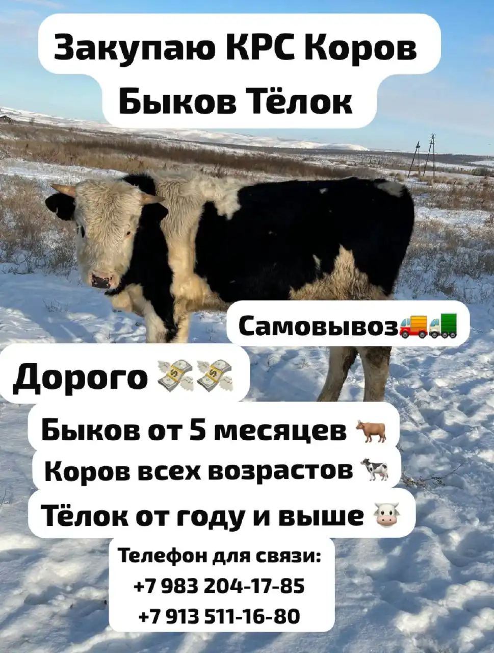 Покупка КРС на разведение