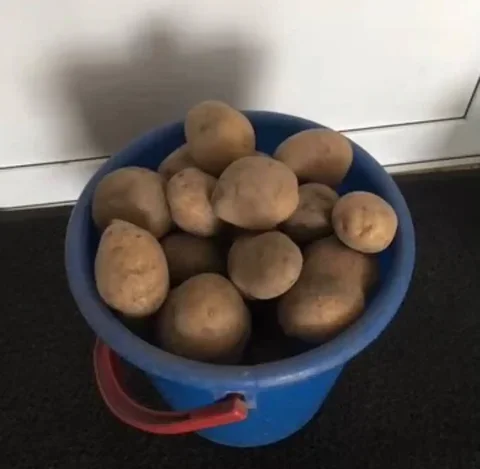 Продажа домашнего картофеля в Чапаево - Продукты питания в Чапаево