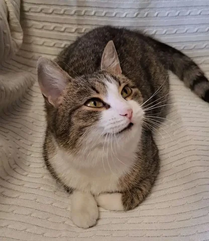 Ласковая кошечка Милана - Кошки в Саяногорск